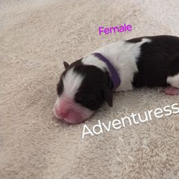 Miss Adventuress - Liver and white female English Springer Spaniel puppy in Kingsport, Tennessee from Leandra's English Springer Spaniels