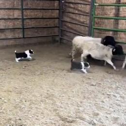 Border Collie Puppies from Stag Valley Homestead