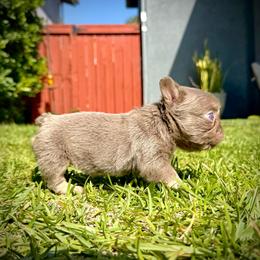 Prada - Tricolors female French Bulldog puppy in San Diego, California from Hlop Frenchies LLC