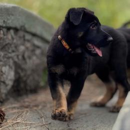 Girl 5 - female German Shepherd puppy in Spokane, Washington from Vom Haus Elbrus Kennel