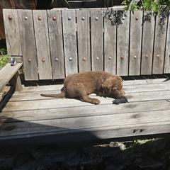 Boy 2 - Chesapeake Bay Retriever puppy in Merlin, Oregon from Creekside Chesapeakes