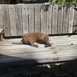 Boy 2 - Chesapeake Bay Retriever puppy in Merlin, Oregon from Creekside Chesapeakes