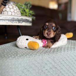 Landon - Chocolate and cream male Dachshund puppy in New Albany, Mississippi from Double A. Doxies