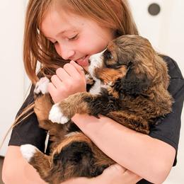 Bernedoodle, Goldendoodle, and Poodle Puppies from Teddy Doodles & Standard Poodles