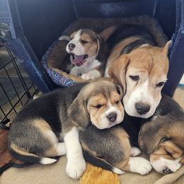 Beagle Puppies from Blackstone