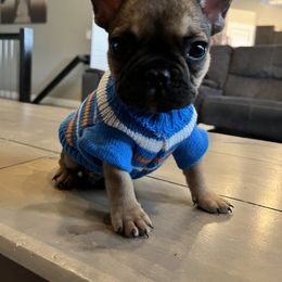 French Bulldog Puppies from Lance Miller