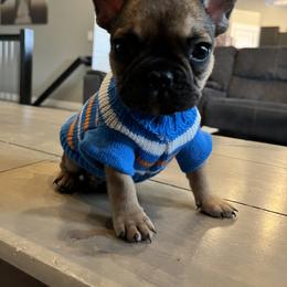French Bulldog Puppies from Lance Miller