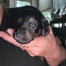 Girl 3 - Black and tan female Dachshund puppy in Falcon, Missouri from K2D2 Farm