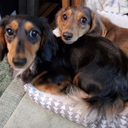 Dachshund All Grown Up from T & J Lewis Dachshunds