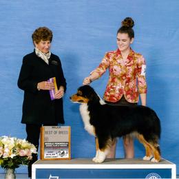 Australian Shepherds from Scarlet Oak Aussies