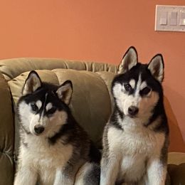 Siberian Husky Puppies from North Node