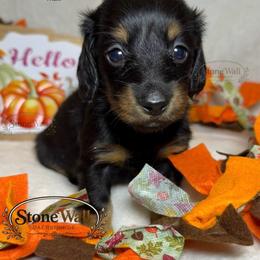 Dealer - Black and tan male Dachshund puppy in Denham Springs, Louisiana from StoneWall Dachshunds
