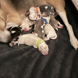 Blue collar- boy - Blue tan and white male Beagle puppy in Las Vegas, Nevada from Hound Kings