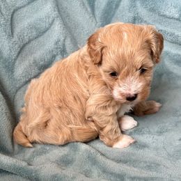 Muffin - Fawn female Havapoo puppy in Marion, North Carolina from Puddles' Puppies