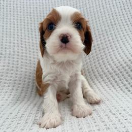 Windy - Blenheim female Cavalier King Charles Spaniel puppy in Katy, Texas from True Heart Cavaliers llc