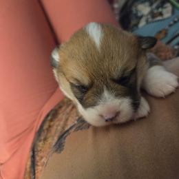Orange Collar - Red male Pembroke Welsh Corgi puppy in Fallon, Nevada from Fuzzy Butt Corgies