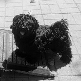 Ebby - Russian Tsvetnaya Bolonka