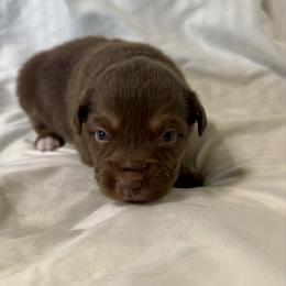 Mustard - Red tri female Toy Australian Shepherd puppy in Medical Lake, Washington from MAS Gone Rogue