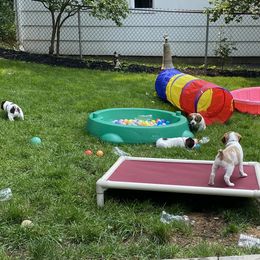 Brittany Puppies from SeaBreeze Brittanys