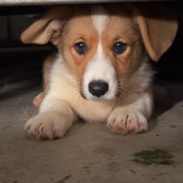 Cinna - Red and white male Cardigan Welsh Corgi puppy in Pilot, Virginia from Katie's Corgis - VKM Farmstead