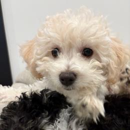 Snowflake - Cream female Companion Cross puppy in Glenmont, New York from CocoPuff Breeders