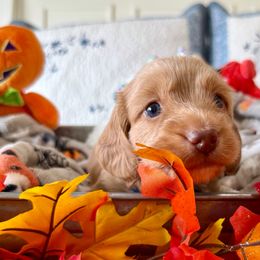 Scruffy - Wheaten male Dachshund puppy in Homedale, Idaho from Darlenea Engan