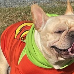 French Bulldogs from Jeffersons Frenchies