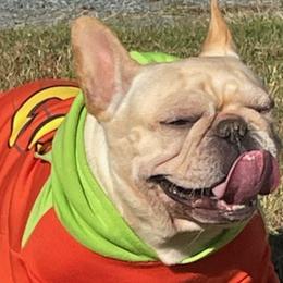 French Bulldogs from Jeffersons Frenchies