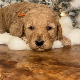 Orange collar M - Poodle puppy from Sunset Standard Poodles