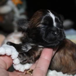 Walnut - Black and white male Shih Tzu puppy in Puyallup, Washington from Sugar and Spice Shih Tzu