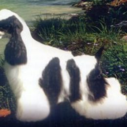 Alger  - Cocker Spaniel