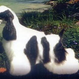 Alger  - Cocker Spaniel