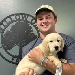 Purple Boy - Light golden male Golden Retriever puppy in Seagrove, North Carolina from Willow Oak Farm Golden Retrievers