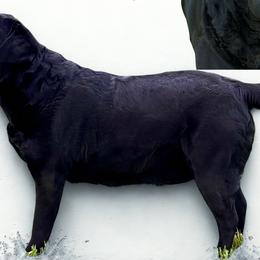 Labrador Retrievers from Olmstead Labradors
