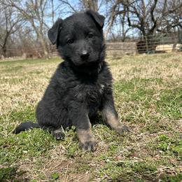 Mindy - Bi-color female German Shepherd puppy in Milan, Illinois from Stonewick German Shepherds