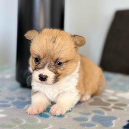 Red and White Female - Red female Pembroke Welsh Corgi puppy in Moreno Valley, California from Corgi Dobie Co.