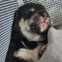 AKC Dasher - Black and tan male Shiba Inu puppy in Jensen Beach, Florida from ScrapiShibas