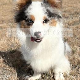 Tazzy - Pembroke Welsh Corgi