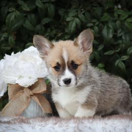 Green collar - Red male Pembroke Welsh Corgi puppy in Caliente, California from Rafter Cross 7