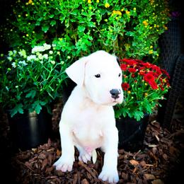Boy 2 Goliath - White male Dogo Argentino puppy in San Diego, California from Debonair Dogos