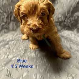 Australian Labradoodle Puppies from Cali Dream Doodles