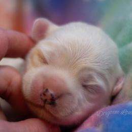 Rabbit - White male Lowchen puppy in Fort Collins, Colorado from Dragonne Lowchen