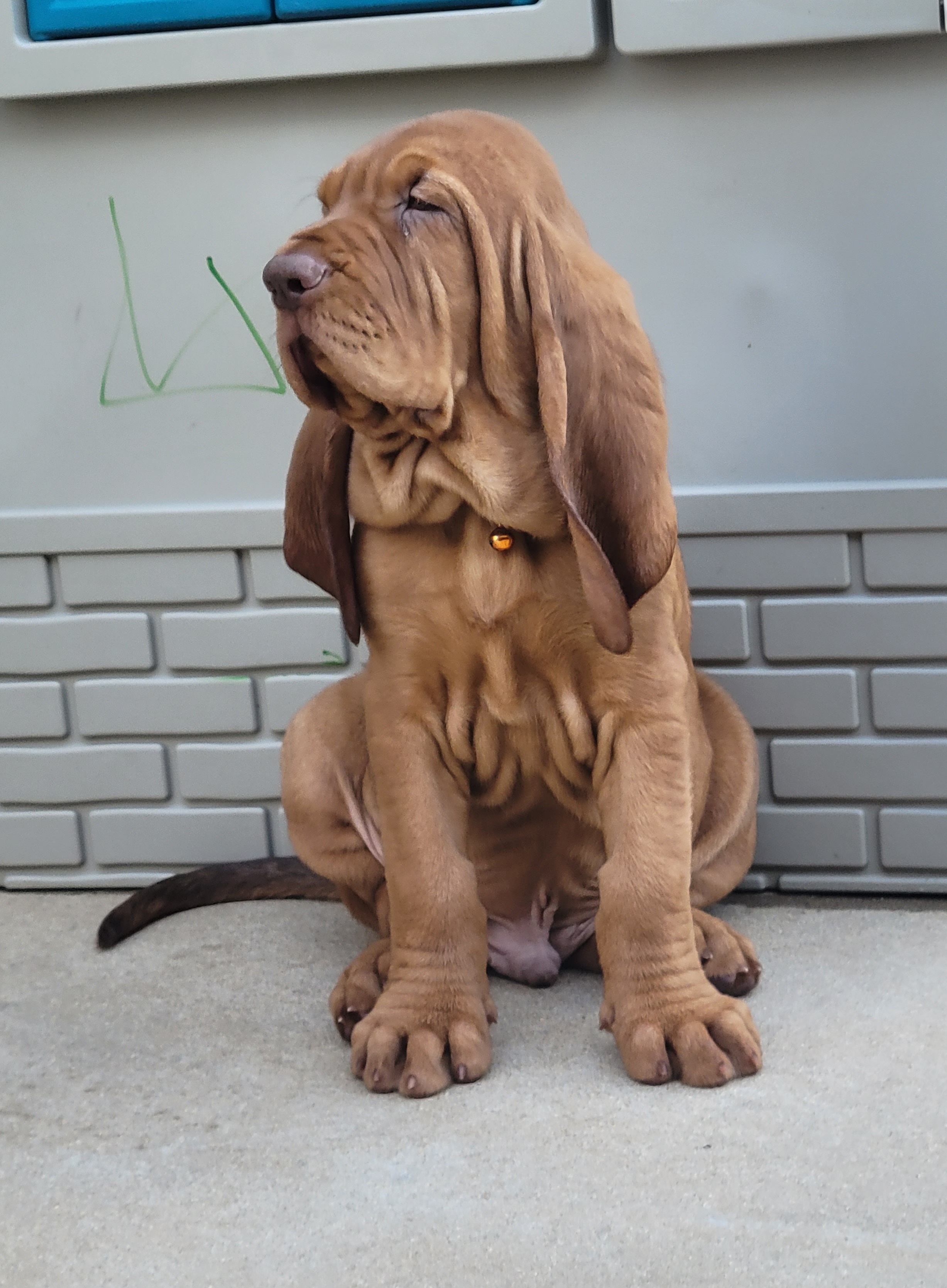 Bloodhound Puppies from KRC Ozark Mountain Bloodhounds
