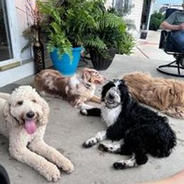 Aussiedoodle, Australian Shepherd, Poodle, Shihpoo, and Shih Tzu Puppies from Rockiń N Kennel