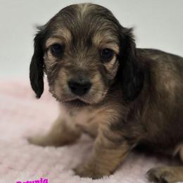 Petunia - Cream female Dachshund puppy in Nine Mile Falls, Washington from River Run Doxies