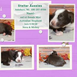 Nami - Red tri female Miniature Australian Shepherd puppy in Asheboro, North Carolina from Stellar Aussies