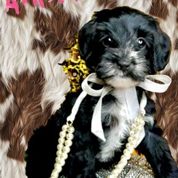 Girl 2 - Black female Australian Labradoodle puppy in Kentucky from Bluegrass Country Labradoodles