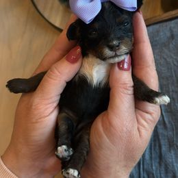 K Maroon Girl - Phantom female Goldendoodle puppy in Lewisville, Texas from Texas Goldendoodle Lovers