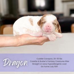 Dragon - White male Cavapoo puppy in South Jordan, Utah from Wonderful World Doodles