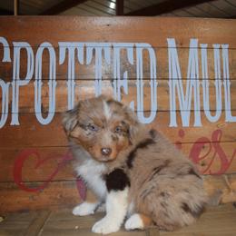 Barq's - Red merle male Australian Shepherd puppy in Wichita Falls, Texas from Spotted Mule Aussies